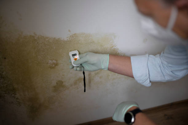 Best Mold Damage Repair  in Longboat Key, FL