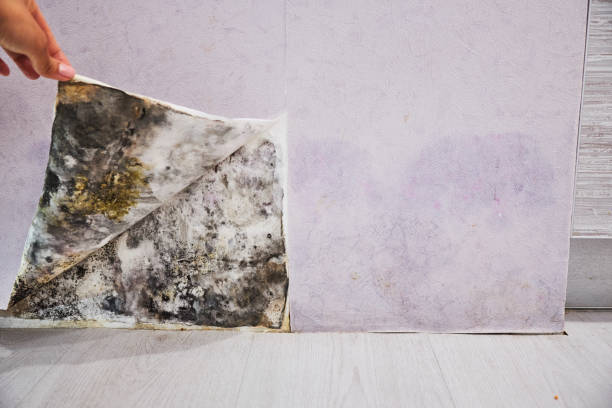 Best Crawl Space Mold Removal  in Longboat Key, FL